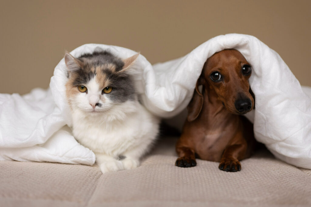 Cães e gatos: tutores devem ficar atentos às doenças mais graves