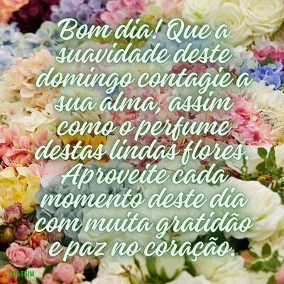 Baixe Mensagem de bom dia domingo para WhatsApp com flores lindas 1